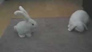 Робокролик и настоящий кролик