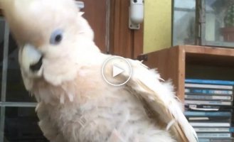 A cockatoo heard his favorite song and started dancing