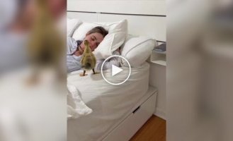 Девушка и ее маленький утенок