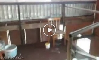 Ловкий кот ловит птичку