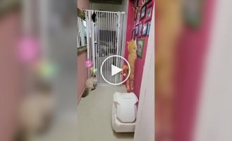 A cat that no obstacles will stop