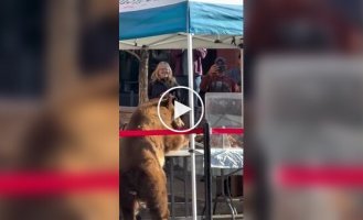 Взял себе выпечку из киоска: голодный медведь ворвался на фермерский рынок