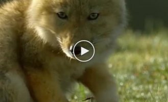 What do Tibetan fox cubs look like?