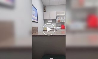 Кошка попыталась спрятаться от врача и хозяйки