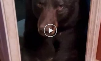 I forgot why I came: the girl stopped the bear with her voice: video