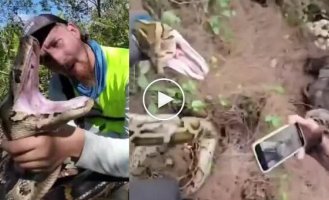 Dangerous find: Hunters found 120 python eggs in the US