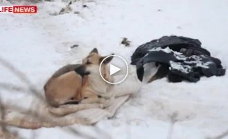Собака охраняет мертвую подругу