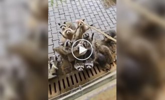 Енот-альбинос забыл дома свои очки