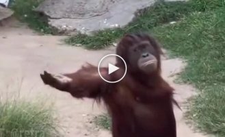 Give it back or you're next. Orangutan demands an apple