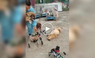 Man makes wheelchairs for paralyzed people dogs