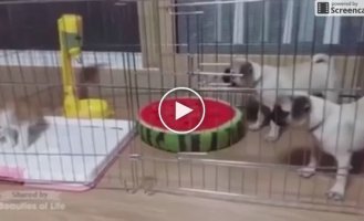 Pugs encounter a kitten for the first time. Laughter and nothing more!
