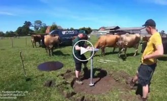 Cows who will now enjoy life
