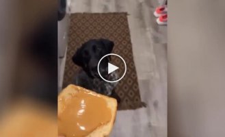 The dog couldn't handle the sandwich