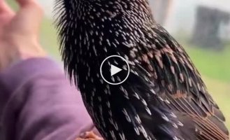 Stunning imitations of sounds performed by a starling