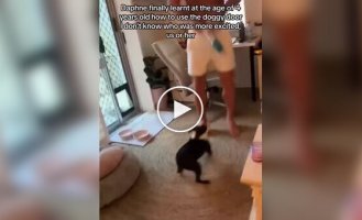 Dogs' Reaction to Pet Doors