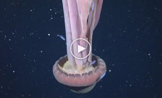 Величезна медуза, яку називають гігамедуза