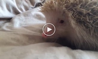 Albino hedgehog swears