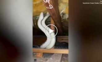 In Australia, an employee of the trapping service pulled two pythons from under the ceiling