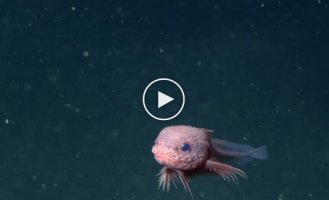 На глубине более 3000 метров под толщей воды найдено мультяшное существо