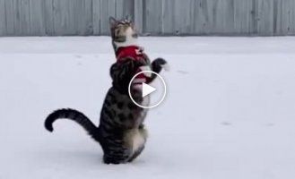 Right on target. A cat's lightning-fast reaction to a thrown snowball