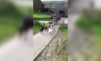 Коровы спешат на пастбище после зимовки