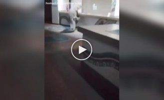 Крокодил посетил ресторан при отеле в Африке