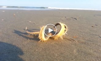 Як ходить морська зірка