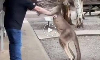 In an Australian reserve, a man accidentally got into a fight with a kangaroo