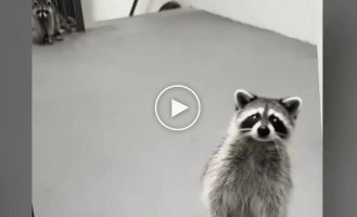 Raccoons ate the girl's tacos that the courier brought her