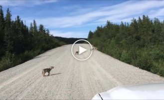 A pack of wolf cubs demonstrates their howling skills . wild animals. wolf