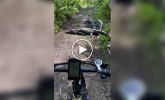 Cyclist's encounter with alligators