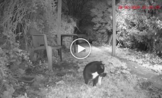 The hedgehog chased away the cat that was trying to eat his food