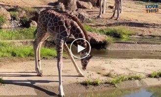 Long legs prevent baby giraffe from drinking water