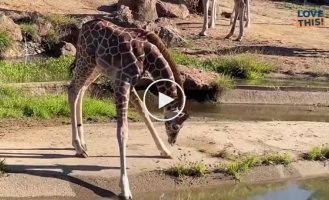 Длинные ноги мешают детенышу жирафа попить воды