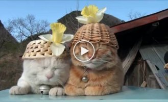 Забавные коты