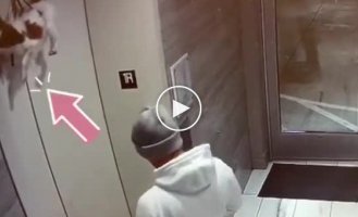 Man saves dog whose leash was caught in elevator door