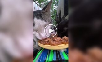 Delivering food to hungry cats