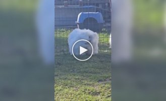 Angora giant - the fluffiest rabbit