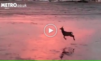 Молодой олень прыгает по обмелевшей гавани