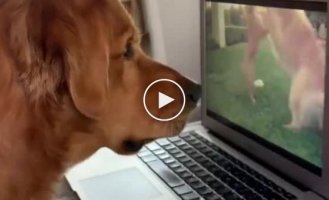 The owner turned on the dog's old videos with her participation