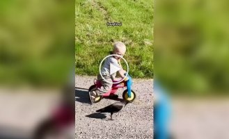 The crow made friends with a two-year-old boy