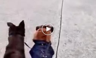 An interesting reaction of dogs to robops during a walk