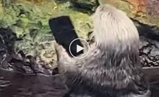 Otter clearly showed what she thinks about modern gadgets