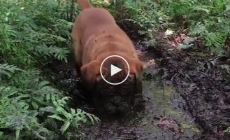 Собака которая очень увлеченно купается в грязи