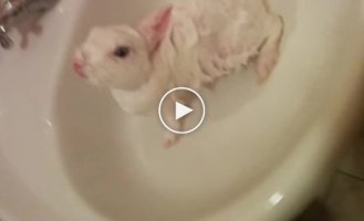 Помыли кролика