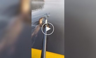 Otter greets its savior