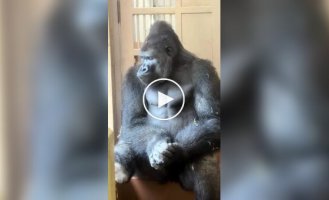 A male gorilla was deep in thought