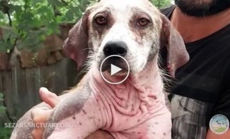 Мужчина спас собаку без шерсти от смерти