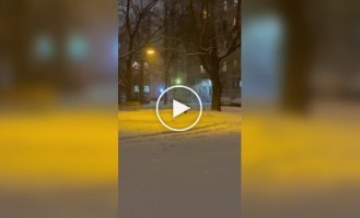 Кошка радуется снегу