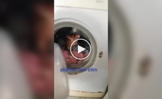 A Turk Washed His Cats in a Washing Machine
